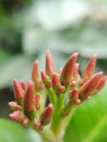 Bud ixora flower