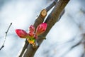 Bud in January