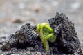 Bud just borning from the soil, the concept of new life and fight, macro