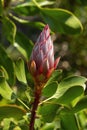 Bud of king protea (protea cynaroides), cultivar Little Prince, in sunlight Royalty Free Stock Photo