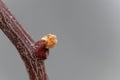 Bud of a kiwi bush Actinidia deliciosa Royalty Free Stock Photo