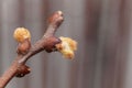 Bud of a kiwi bush Actinidia deliciosa