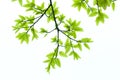 Bud and leaf of tree at spring