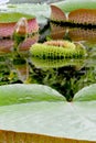 Bud and leaves of Victoria amazonica on pond. Sankt-Petersburg botanical garden Royalty Free Stock Photo