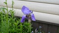Bud of light purple iris near the house among the green grass