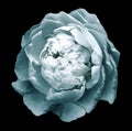 A bud of light white-turquoise blossoming peony flower. flower on the black background with clipping path without shado Royalty Free Stock Photo