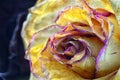 A bud of a light white-yellow rose on a dark background. Shot close-up, closeup. Decoration and design. Royalty Free Stock Photo