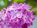 Bud with lilac flowers Royalty Free Stock Photo