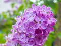 Bud with lilac flowers Royalty Free Stock Photo