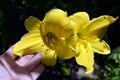 The Bud of a Lily flower lies on a woman`s palm. Yellow Lily close-up