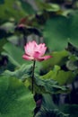 The bud of a lotus flower.Background is the lotus leaf and lotus flower and lotus bud and tree.Shooting location is the Sankeien i Royalty Free Stock Photo