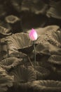 The bud of a lotus flower.Background is the lotus leaf and lotus flower and lotus bud and tree. Royalty Free Stock Photo
