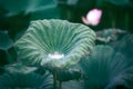 The bud of a lotus flower.Background is the lotus leaf and lotus flower and lotus bud and tree. Royalty Free Stock Photo