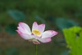 The bud of a lotus flower. Background is the lotus leaf and lotus flower and lotus bud and tree. Royalty Free Stock Photo