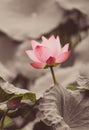 The bud of a lotus flower.Background is the lotus leaf and lotus flower and lotus bud and tree.Shooting location is the Sankeien i Royalty Free Stock Photo