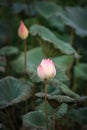 The bud of a lotus flower.Background is the lotus leaf and lotus flower and lotus bud and tree.Shooting location Royalty Free Stock Photo