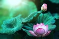 The bud of a lotus flower.Background is the lotus leaf and lotus flower and lotus bud and tree.Shooting location Royalty Free Stock Photo