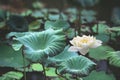 The bud of a lotus flower. Background is the lotus leaf and lotus flower and lotus bud and tree. Royalty Free Stock Photo