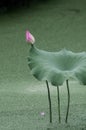 A bud in lotus pond Royalty Free Stock Photo