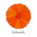 Bud of marigold. orange flower of calendula