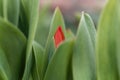 Bud of a multiflowered tulip, Tulipa praestans Royalty Free Stock Photo