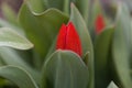 Bud of a multiflowered tulip, Tulipa praestans Royalty Free Stock Photo