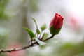 The bud of multiple lobes Hibiscus syriacus