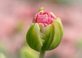 Bud of a nearly open pink tulip