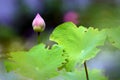 Bud of Nelumbo nucifera.