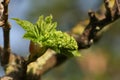 A Bud opening on a branch of a Sycamore tree, Acer pseudoplatanus, in spring showing the flower and the new leaves. Royalty Free Stock Photo