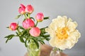 Bud and opening into a flower. Coral peonies in a glass vase on wooden table. Beautiful peony flower for catalog or