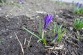 Bud and opening flower of purple Crocus vernus