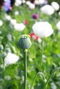 Bud of opium flower Royalty Free Stock Photo