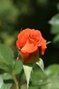 Bud of a orange rose Royalty Free Stock Photo