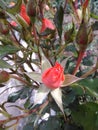 A bud orange rose Royalty Free Stock Photo