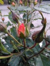 Bud orange rose Royalty Free Stock Photo