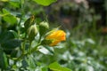 A bud of an orange rose in the garden Royalty Free Stock Photo