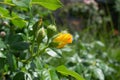 A bud of an orange rose in the garden Royalty Free Stock Photo