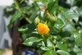 A bud of an orange rose in the garden Royalty Free Stock Photo