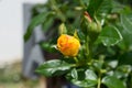 A bud of an orange rose in the garden Royalty Free Stock Photo