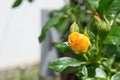 A bud of an orange rose in the garden Royalty Free Stock Photo