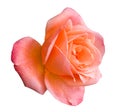 Bud orange rose isolated on white background Royalty Free Stock Photo