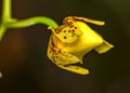 Bud of Orchid Oncidium Aloha Iwanaga yellow Royalty Free Stock Photo