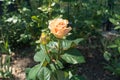 Bud and pale peach-colored flower of rose Royalty Free Stock Photo