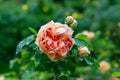 The bud of a peach-orange rose in a spring botanical garden on a rainy day Royalty Free Stock Photo