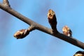 Bud on pear twig tree in spring time.