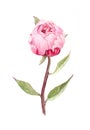 Bud of peony flower. Water color botanical picture
