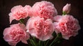 bud pink carnations