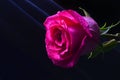 A Bud Of A Pink Dutch Rose Isolated On A Black Background.
