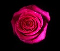 A Bud Of A Pink Dutch Rose Isolated On A Black Background.